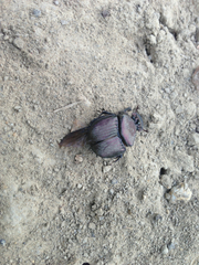 Phanaeus triangularis