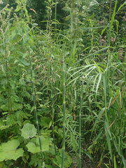 Media resource of Equisetum praealtum