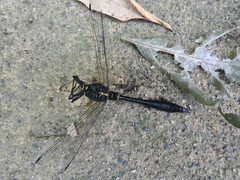 Somatochlora clavata