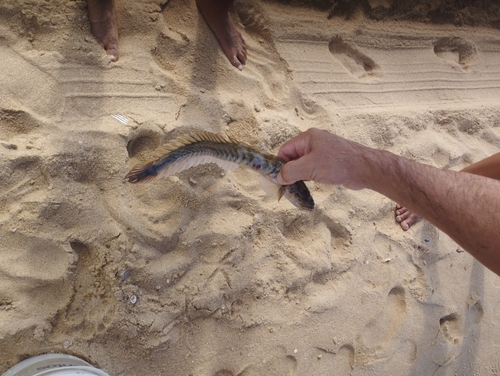 Violet goby (Gobioides broussonnetii) — Gobiidae