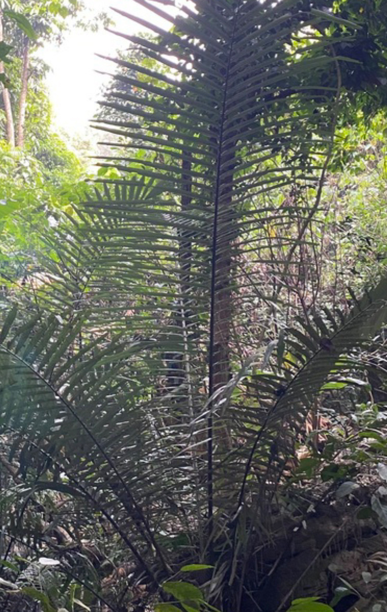 Arenga westerhoutii — ảnh 2