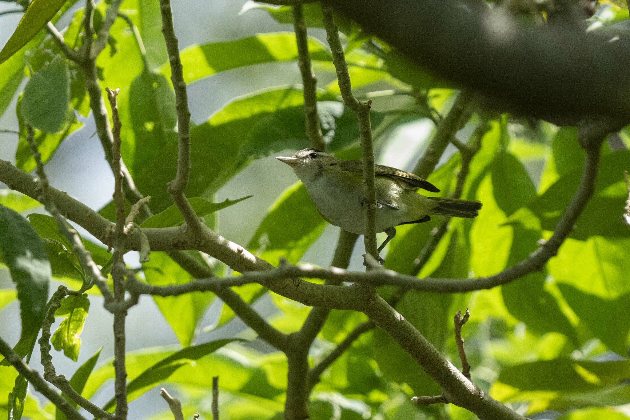 Chivi Vireo (Vireo chivi)