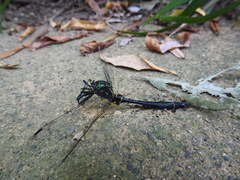 Somatochlora clavata