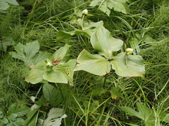 Trillium camschatcense