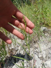 Symphyotrichum anticostense