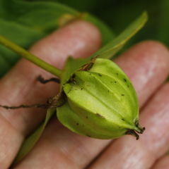 Trillium camschatcense