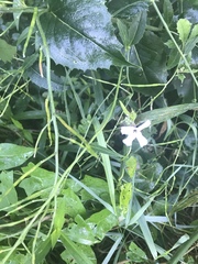 Magnoliopsida