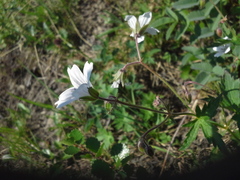Geranium albiflorum