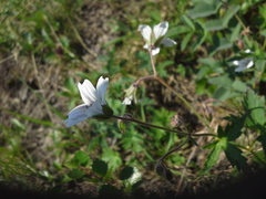 Geranium albiflorum