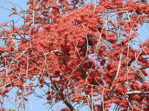 Flower of Pakistan (Barnebydendron riedelii)