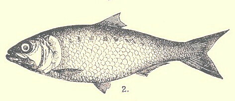 Caspian Shad