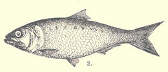 Caspian Shad photo 1