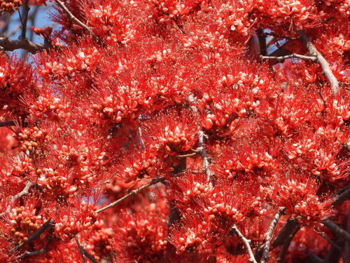 Barnebydendron riedelii, photograph 5