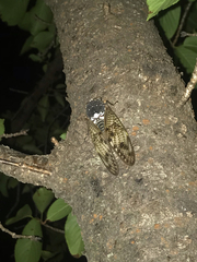 Graptopsaltria nigrofuscata