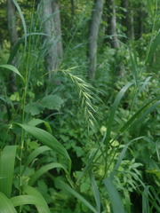 Elymus wiegandii