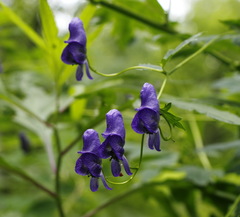 Aconitum fischeri