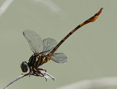 Aphylla protracta