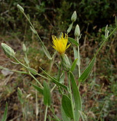 Centaurea ascalonica