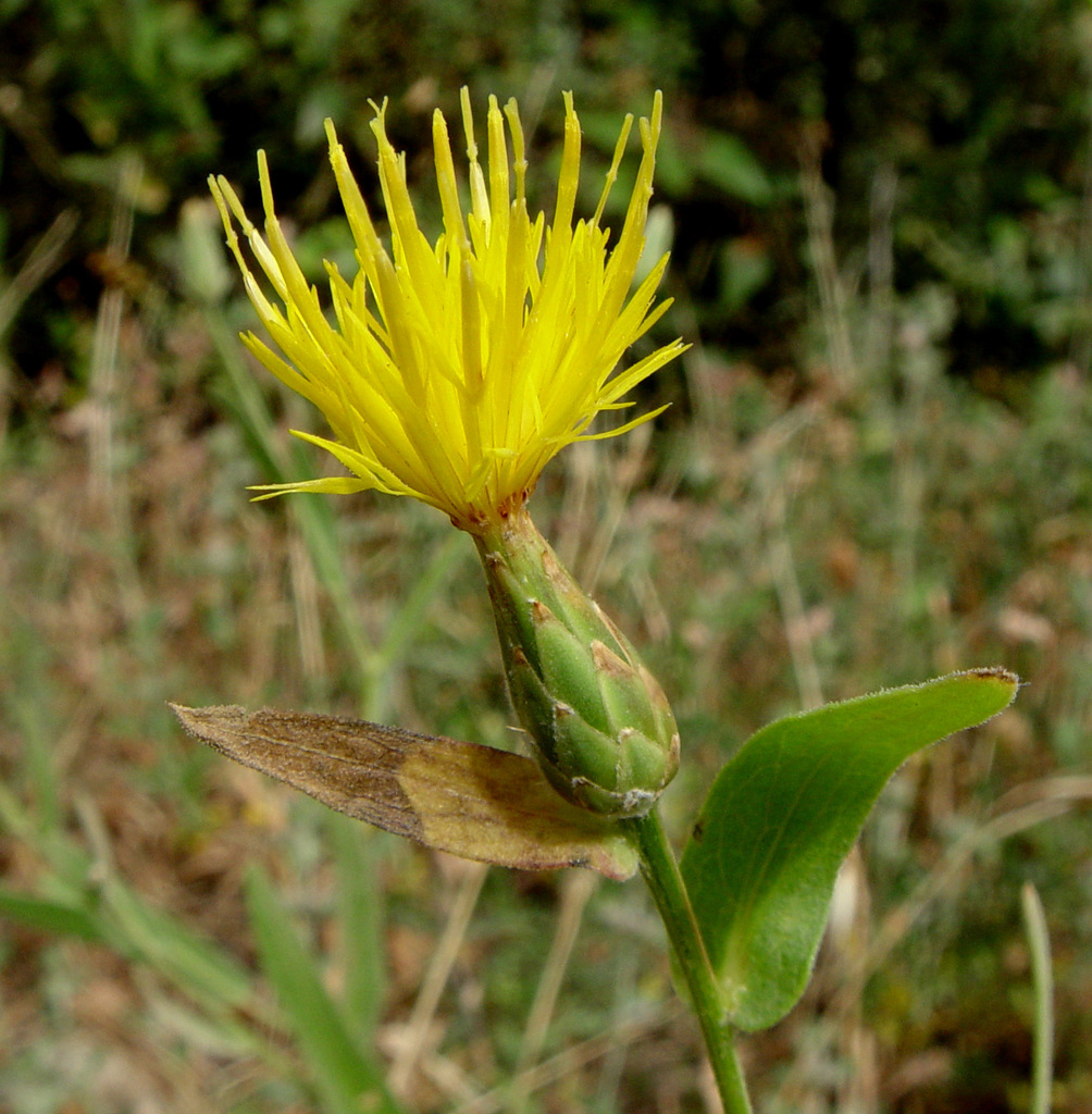 Centaurea ascalonica