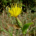 Centaurea ascalonica - Photo (c) Ron Frumkin, some rights reserved (CC BY-NC), uploaded by Ron Frumkin