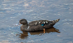 African Black Duck photo 5