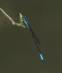 Acanthagrion quadratum