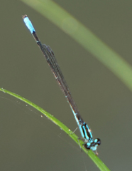 Acanthagrion quadratum