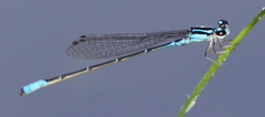 Acanthagrion quadratum