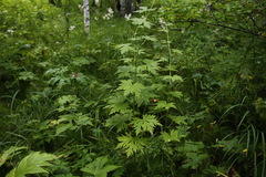Aconitum fischeri