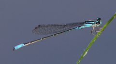 Acanthagrion quadratum