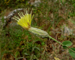 Klasea cerinthifolia
