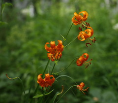 Lilium debile