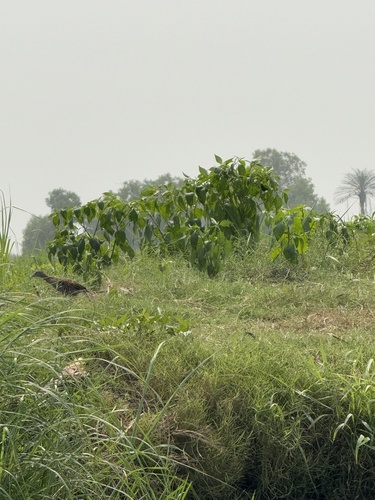 African Crake