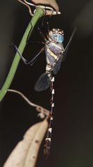Macromia annulata