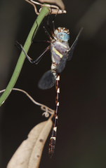 Macromia annulata