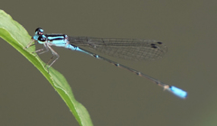 Acanthagrion quadratum