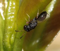 Eurytominae