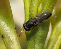 Eurytominae