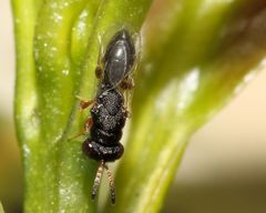 Eurytominae