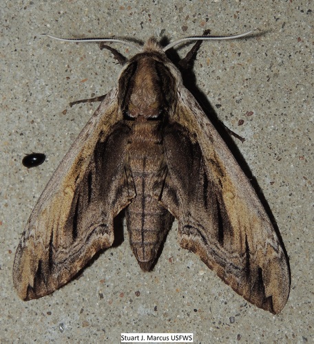 Ceratomia amyntor