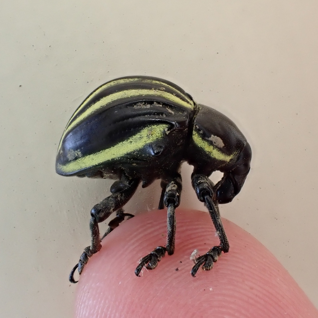 Sternechus guerini