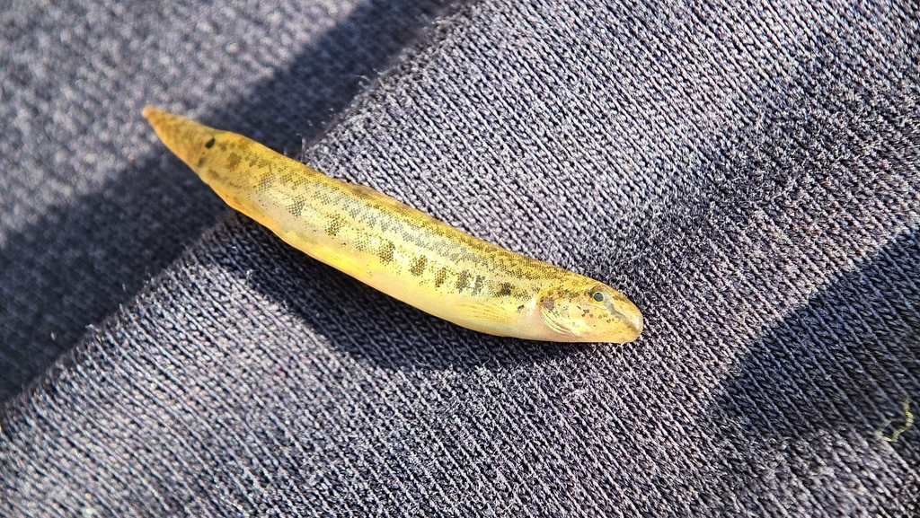 Common spiny loach (Lepidocephalichthys thermalis) — Cobitidae
