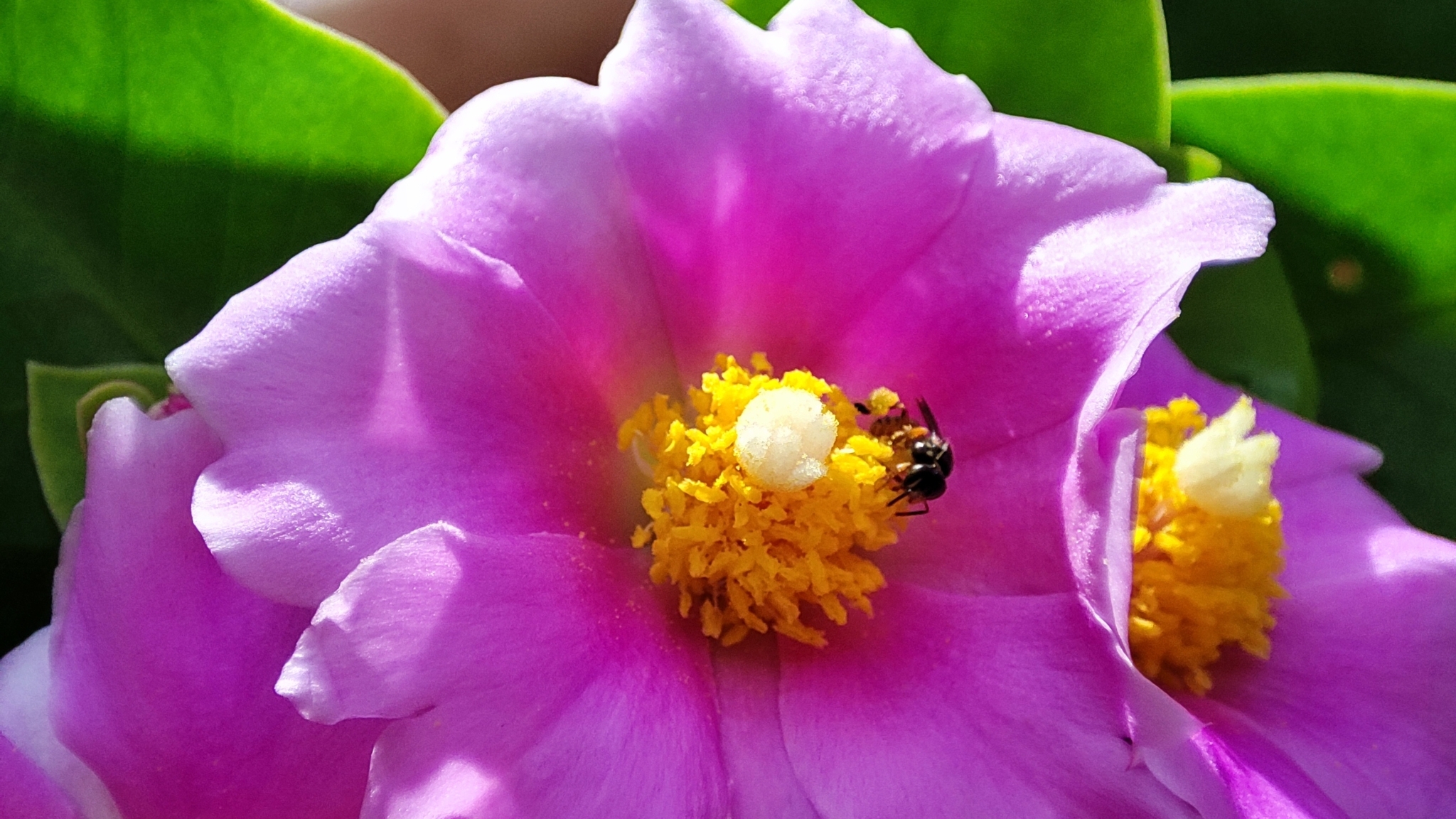Imagem de Rosa-do-deserto