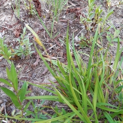 Carex punctata