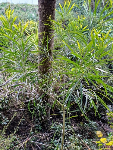 Maiden's Wattle (Acacia maidenii)