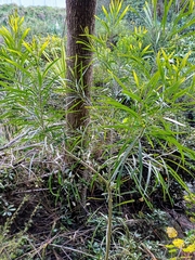 Maiden's Wattle (Acacia maidenii)