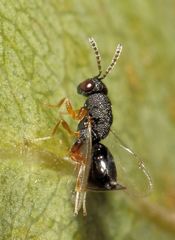 Eurytominae