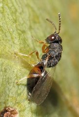 Eurytominae