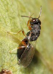 Eurytominae