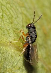 Eurytominae